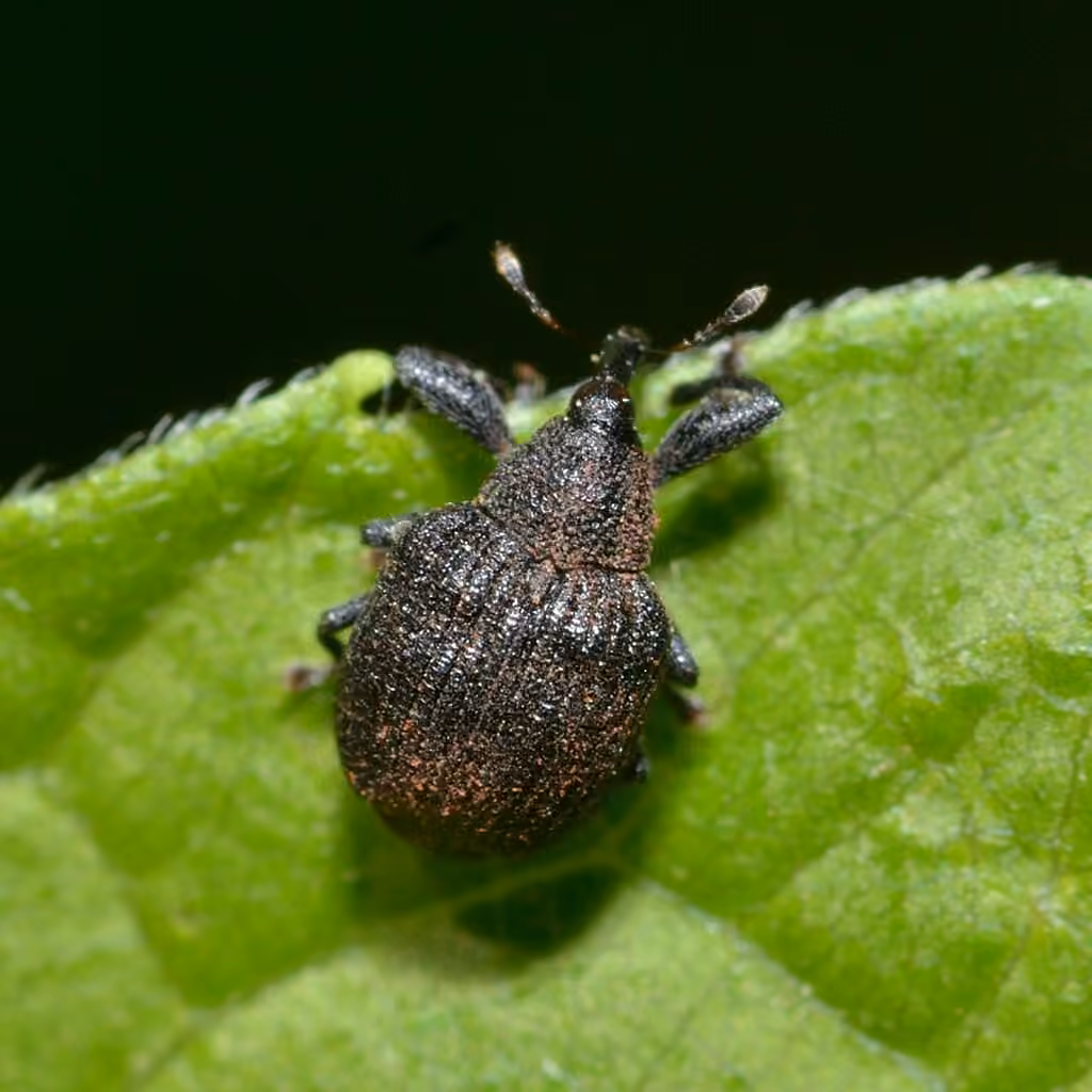 Yellow Poplar Weevil, photo 1 of 5