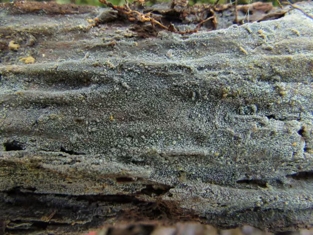 Scopuloides rimosa, photo 1 sur 5