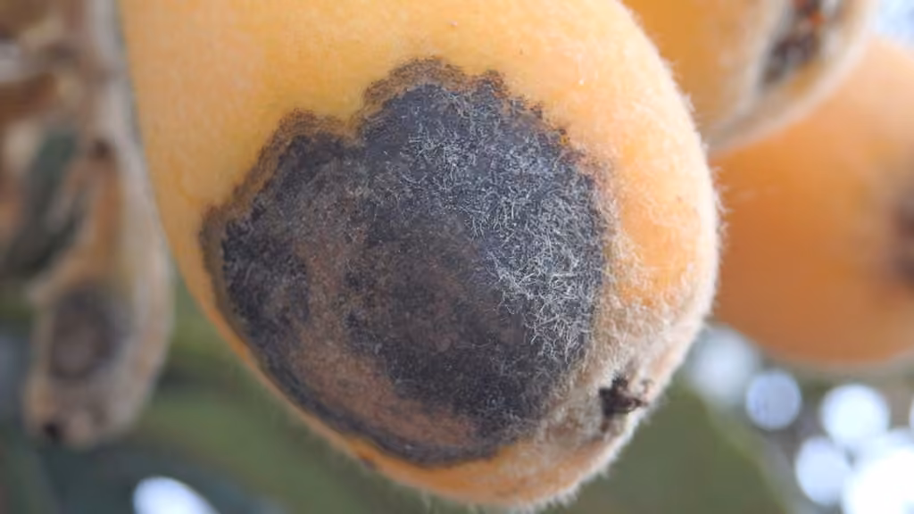 Tavelure des pommes, photo 3 sur 5
