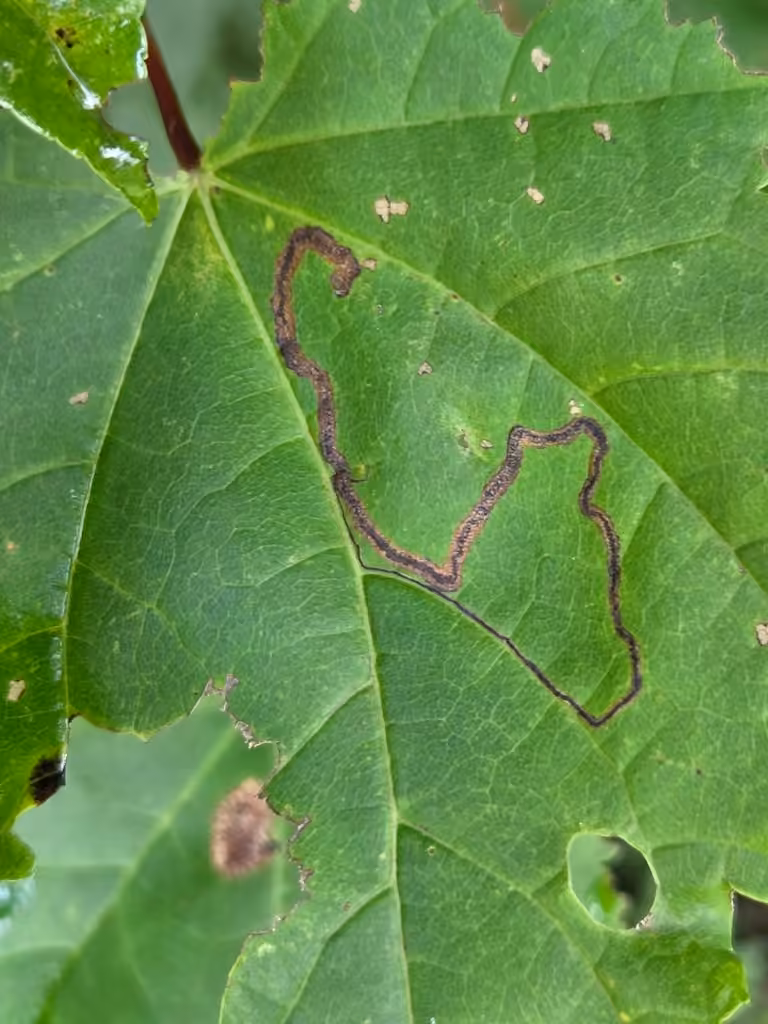 Glaucolepis saccharella, Caterpillar
