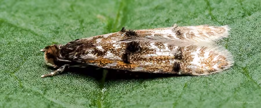 Homosetia fasciella, Adulte