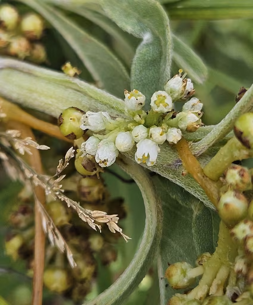 Cuscute du noisetier, En fleurs