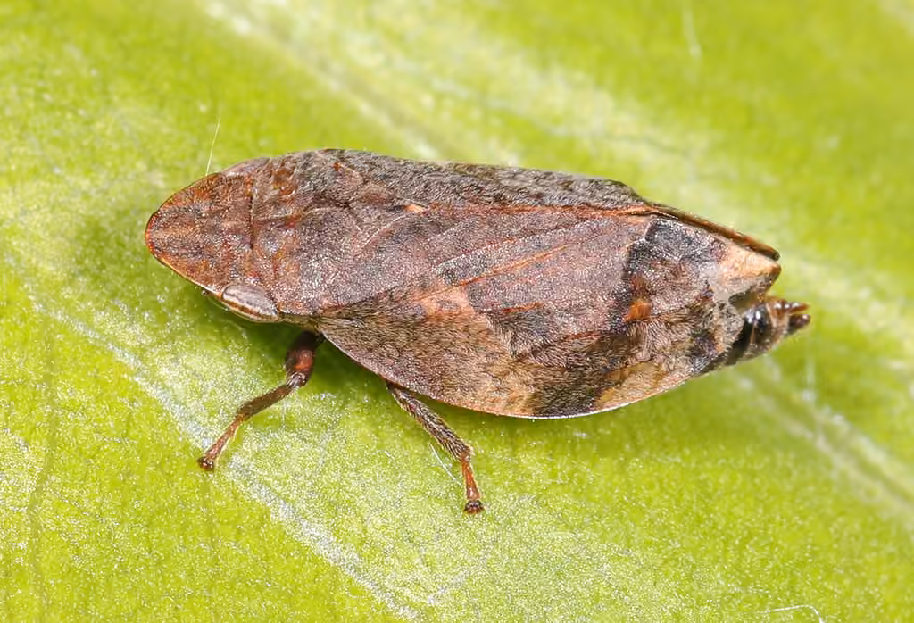 Cercope quadrangulaire