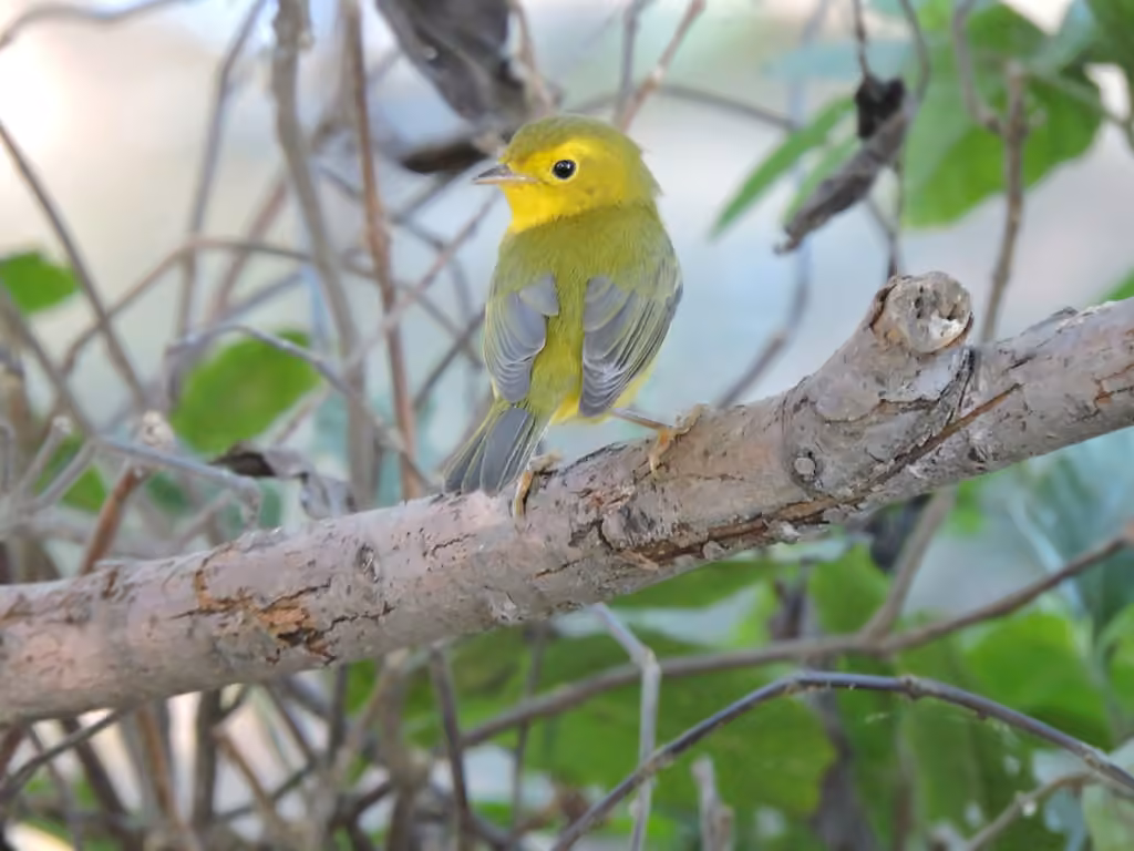 Wilson's Warbler, Female