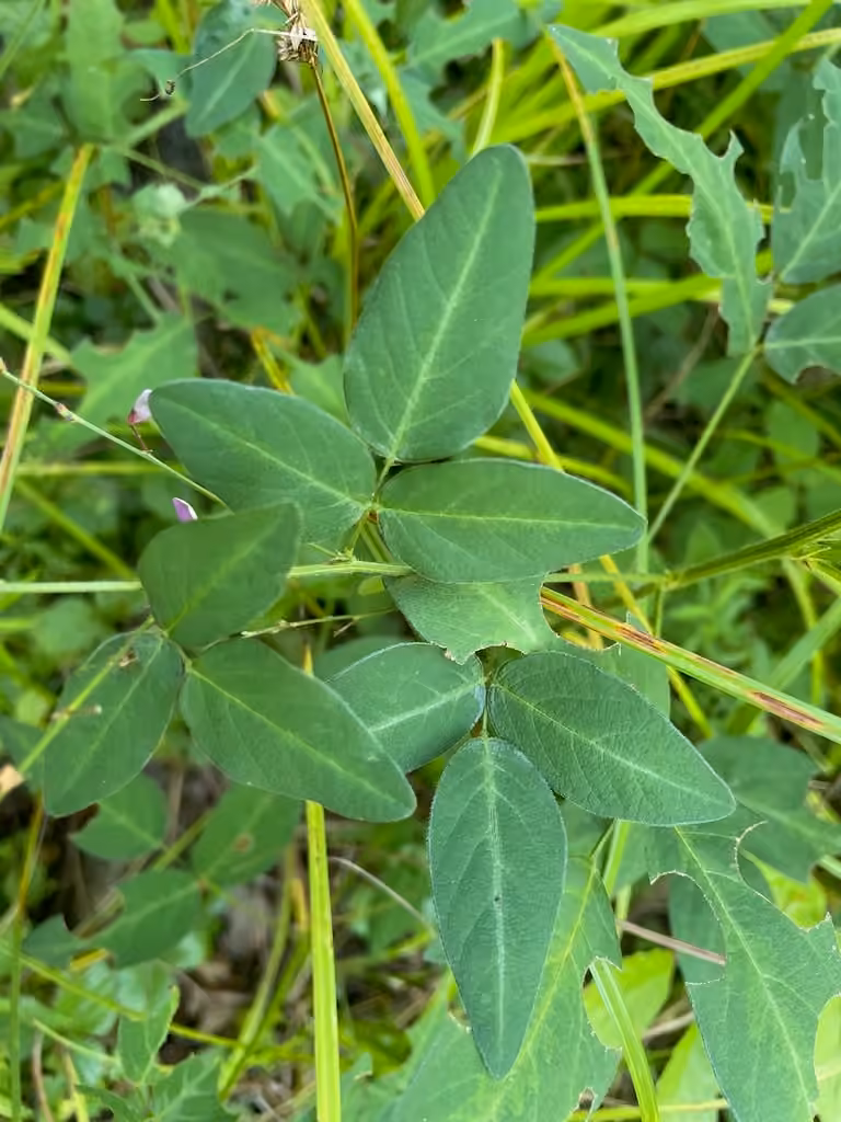 Desmodie paniculée, En fleurs