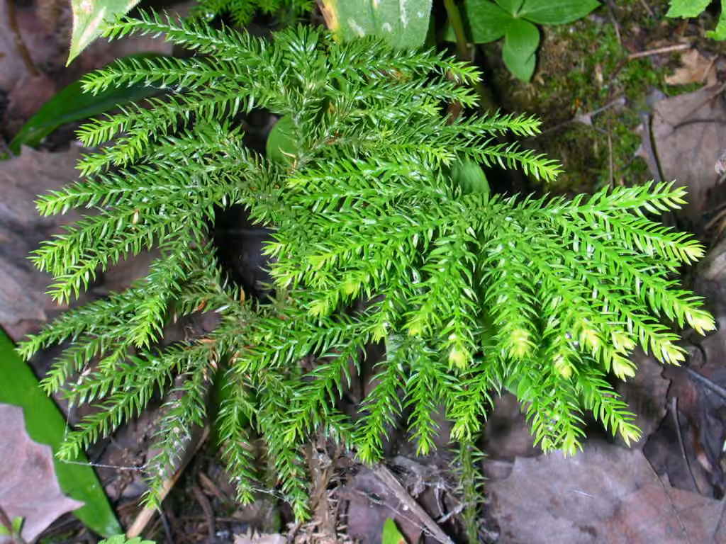 Lycopode dendroïde, photo 3 sur 5