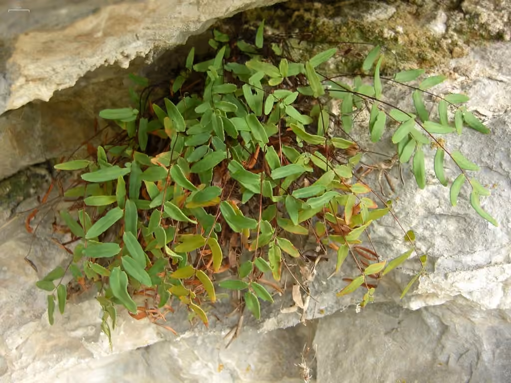 Pelléade glabre, photo 1 sur 5