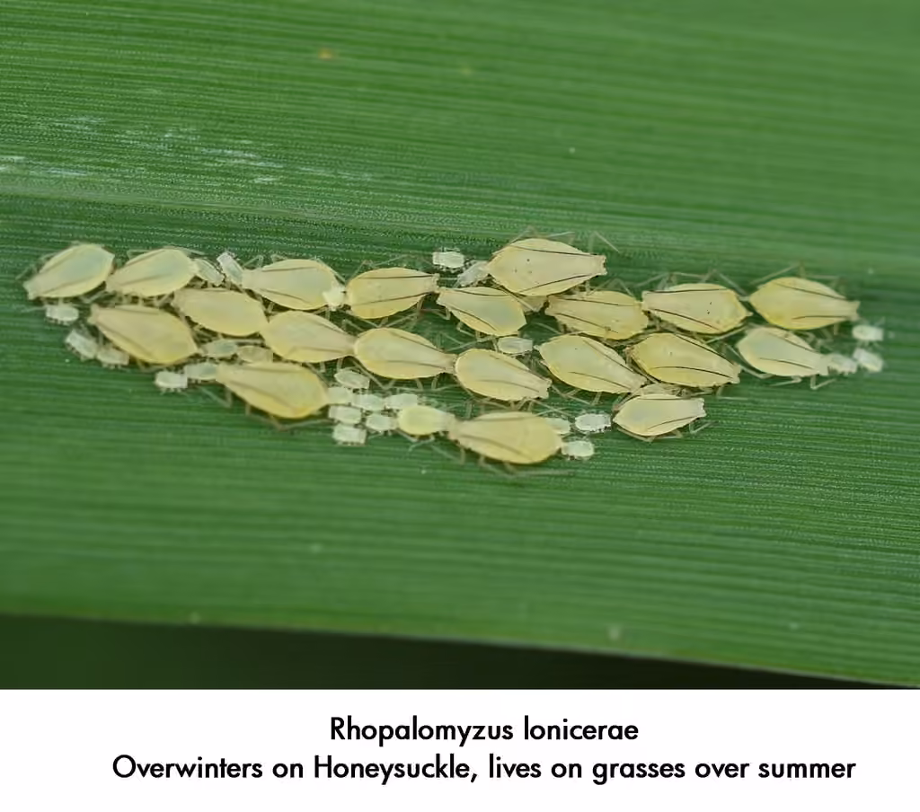 Honeysuckle-grass Aphid, photo 1 of 5