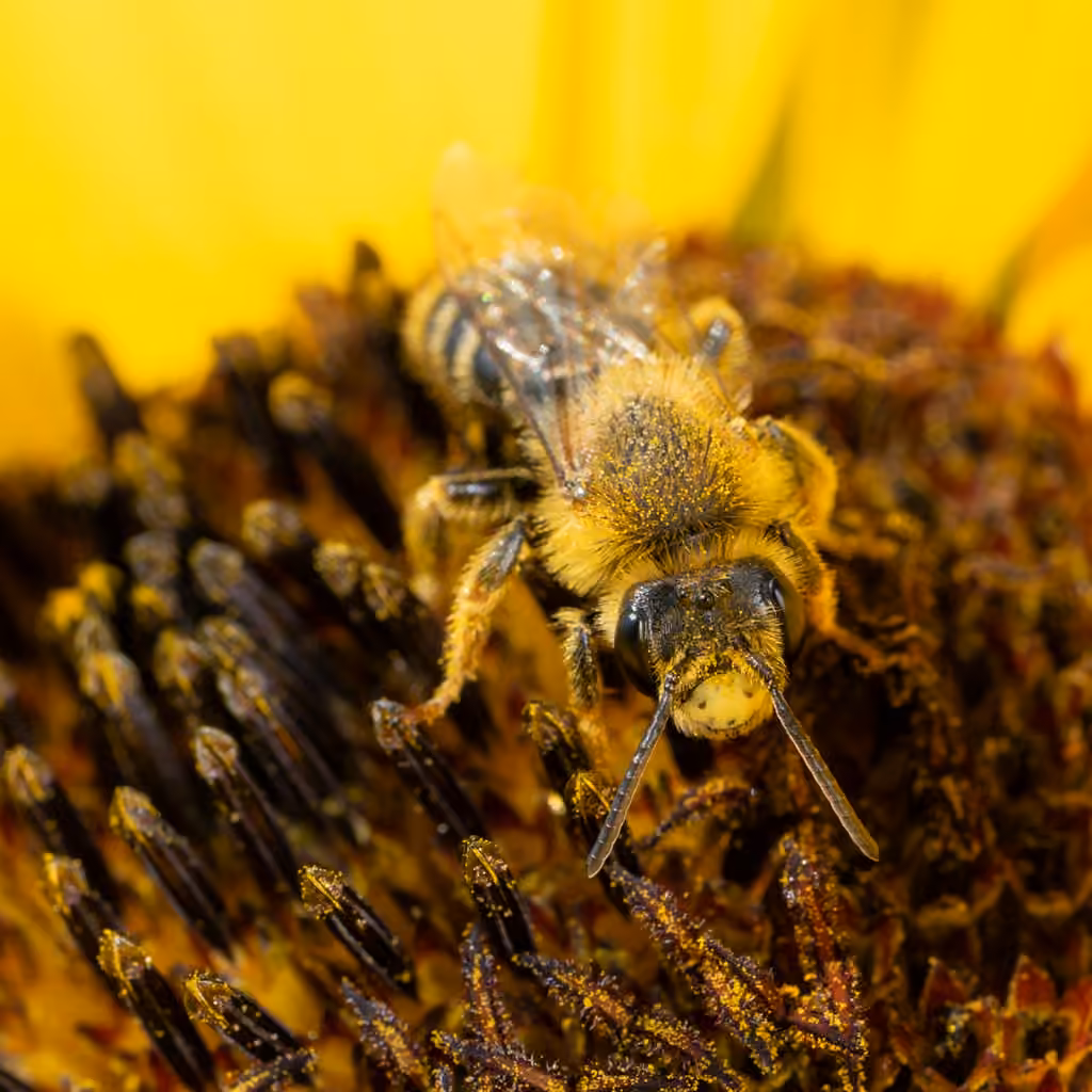 Sunflower Mining Bee, Male