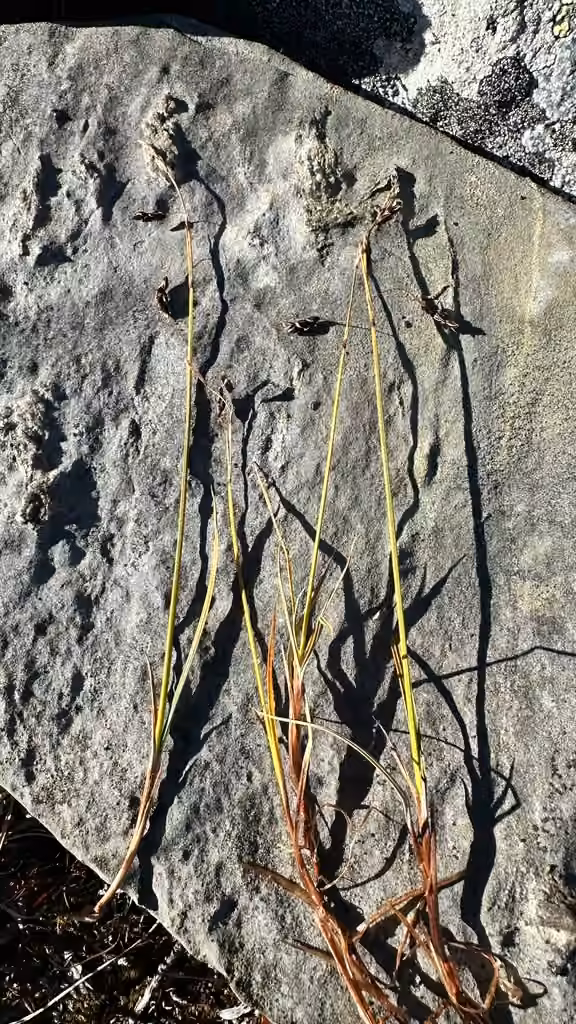 Carex rariflore, En fleurs