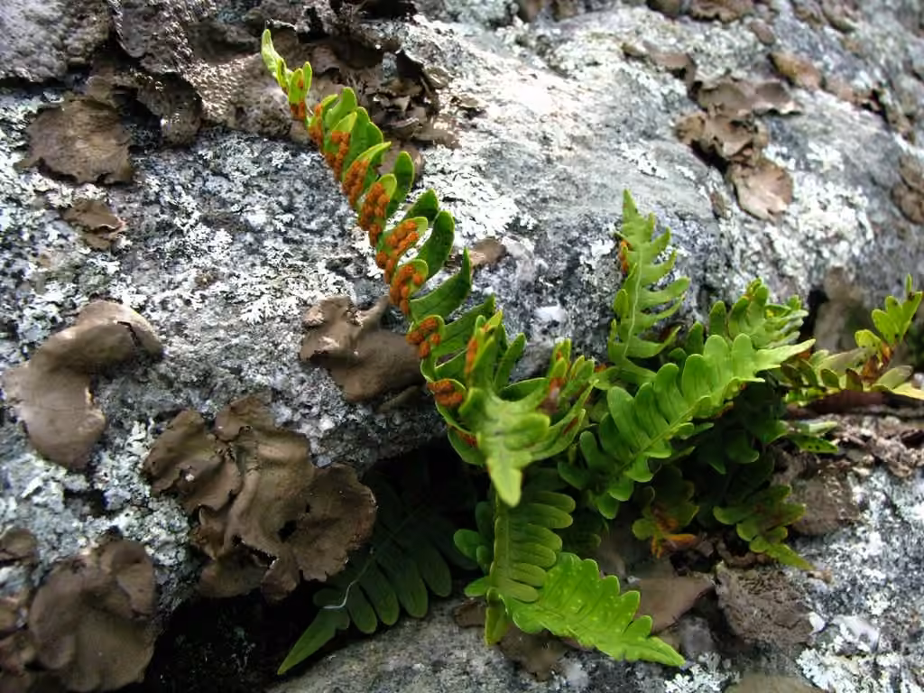 Polypode de Virginie, photo 3 sur 5