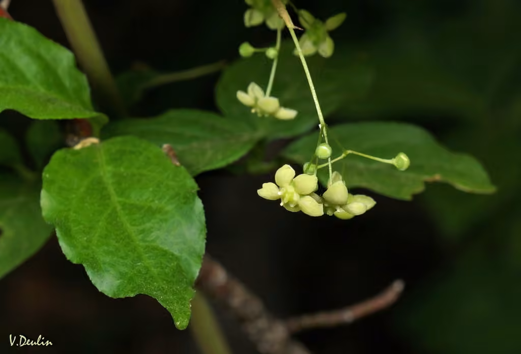 Fusain a larges feuilles, photo 1 sur 5