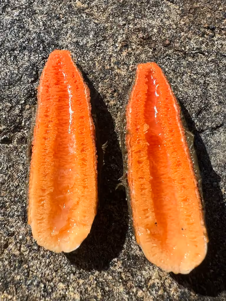 Wrinkly Stinkhorn, photo 2 sur 5