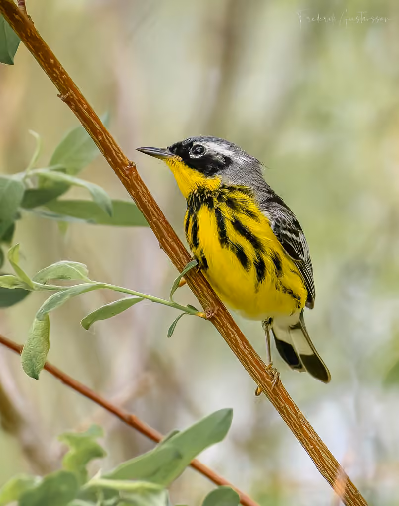 Paruline à tête cendrée, Mâle