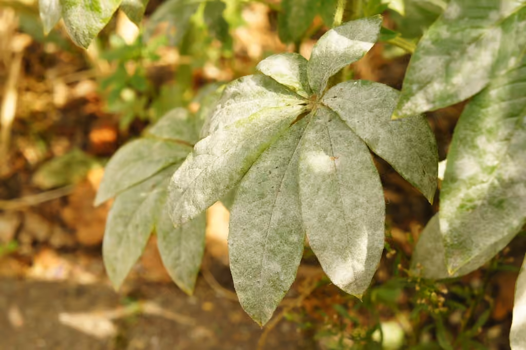 Erysiphe radulescui, photo 1 sur 5