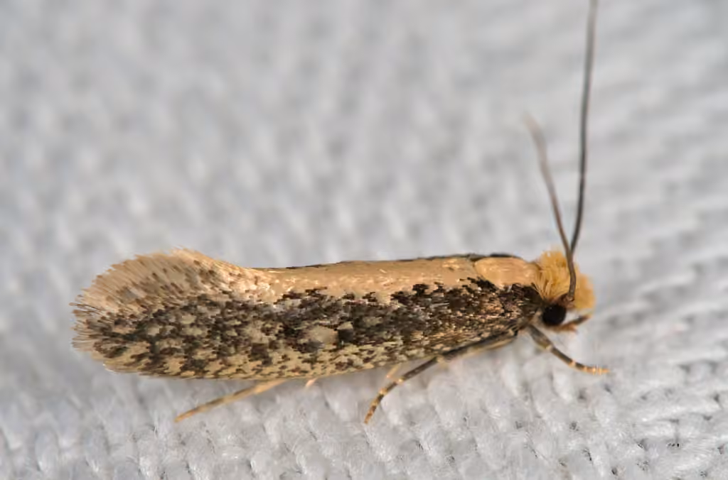 Bird Nest Moth, photo 1 of 5
