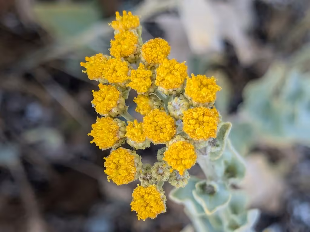 Tanaisie balsamite, En fleurs