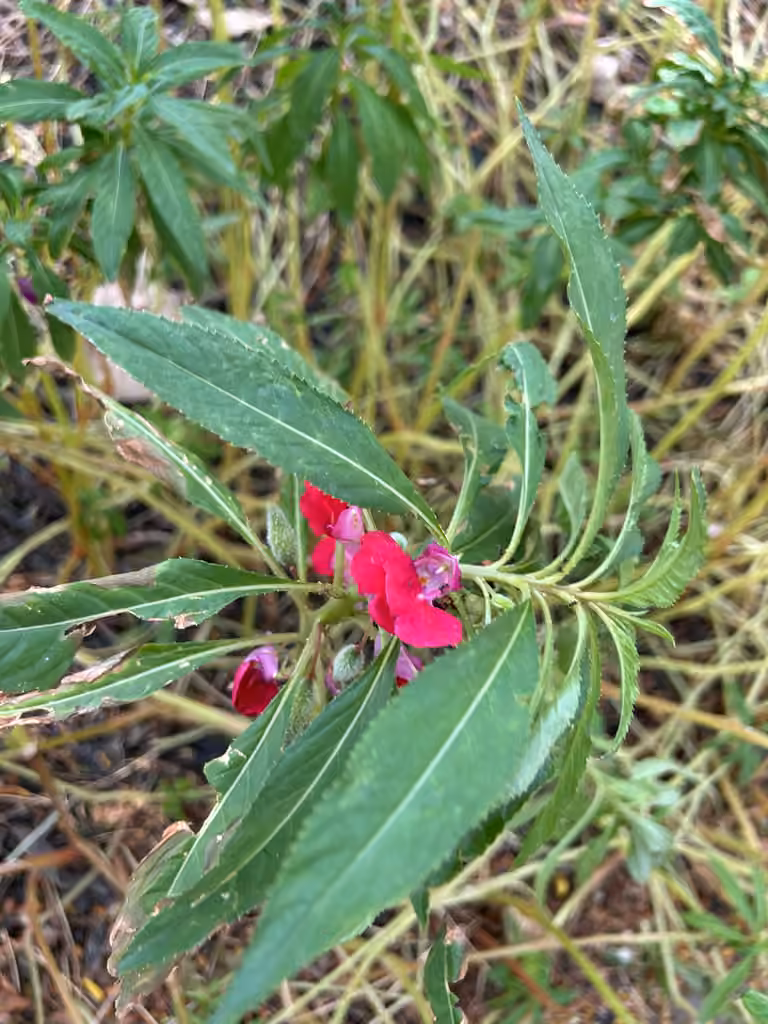 Balsamine des jardins, En fleurs