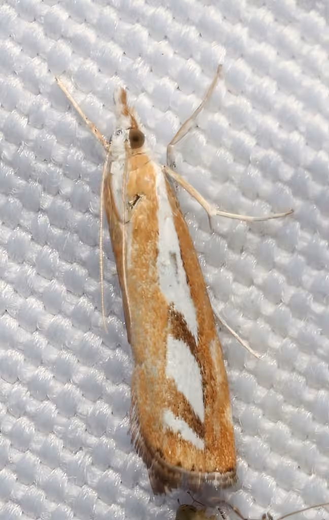 Two-banded Catoptria Moth, Adulte