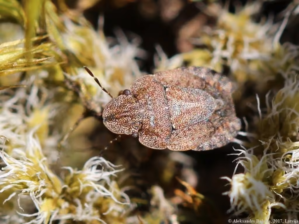 Sciocore des prairies, photo 1 sur 5