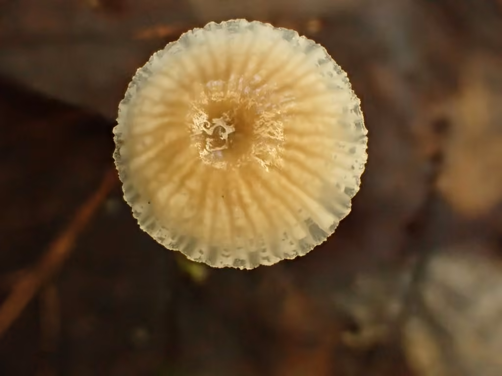 Mycena odorifera, photo 2 of 5