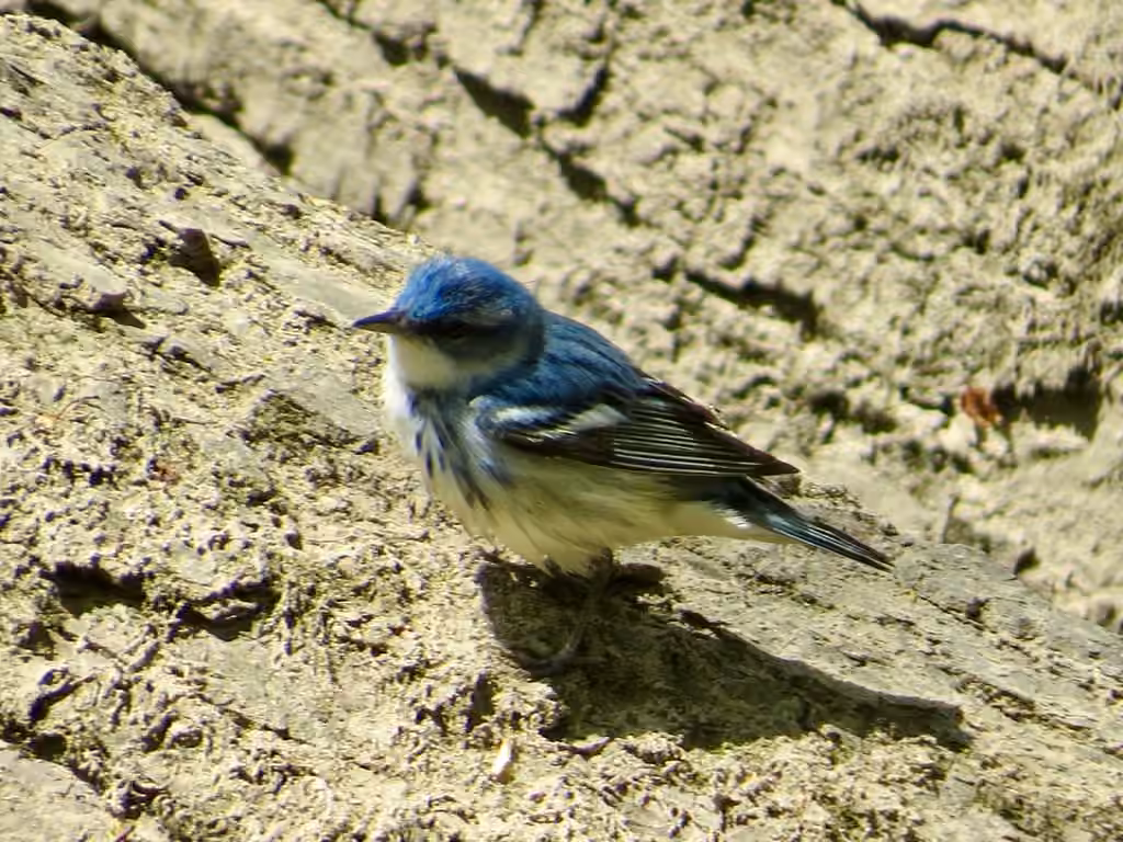 Paruline azurée, Mâle