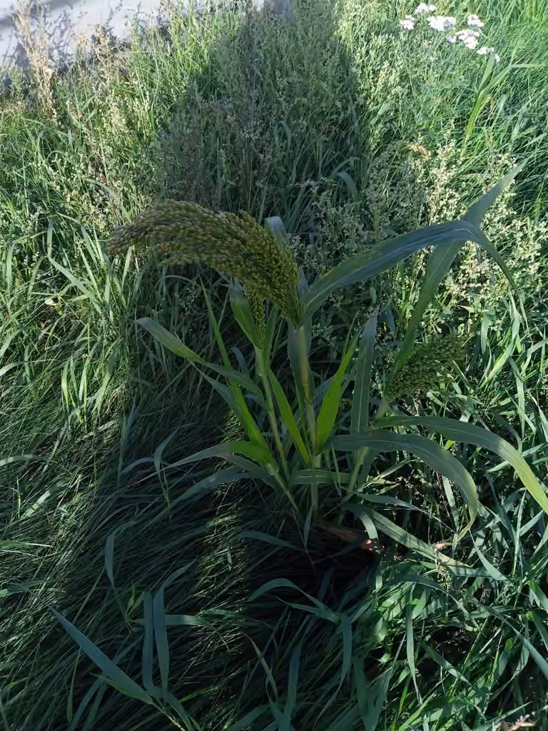 Panic millet, En fleurs