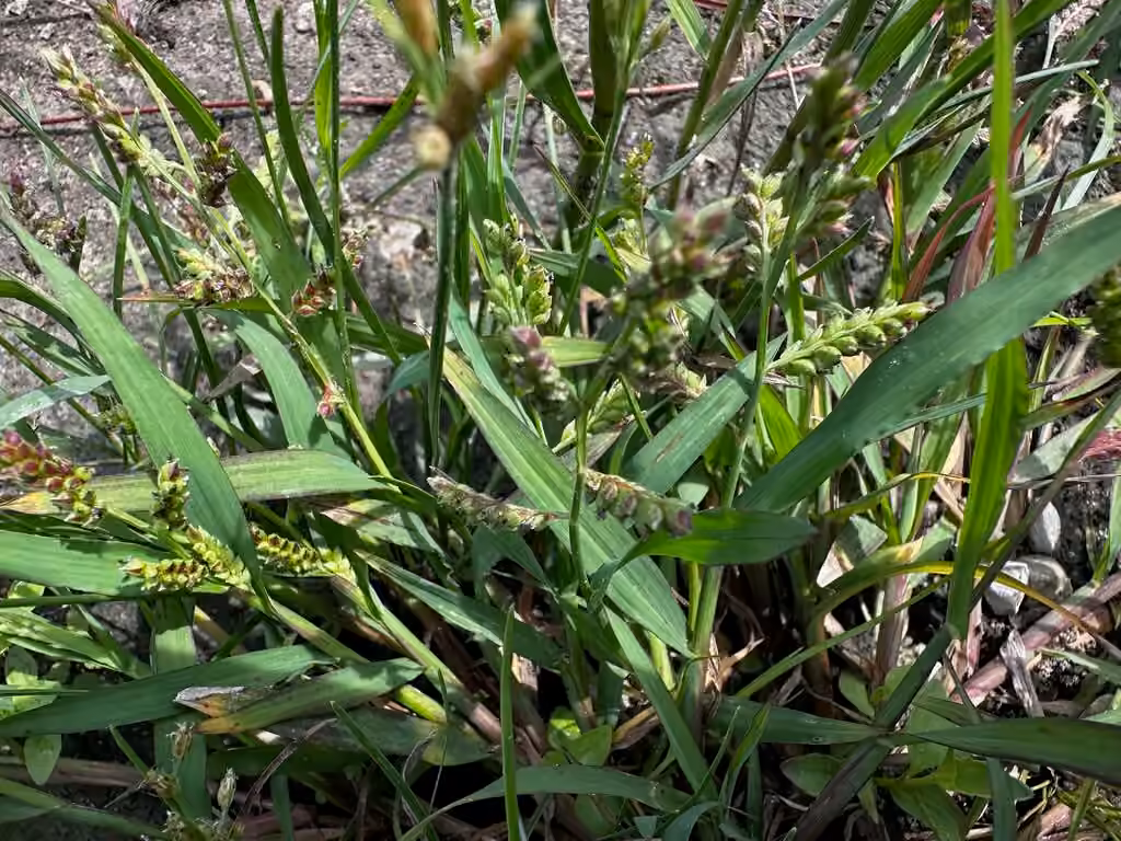 Jungle ricegrass, In flower