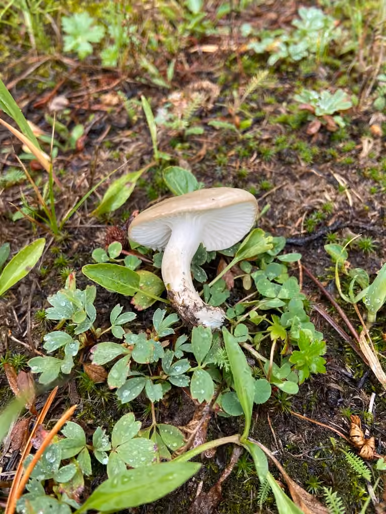Hygrophore à odeur agréable, photo 2 sur 5