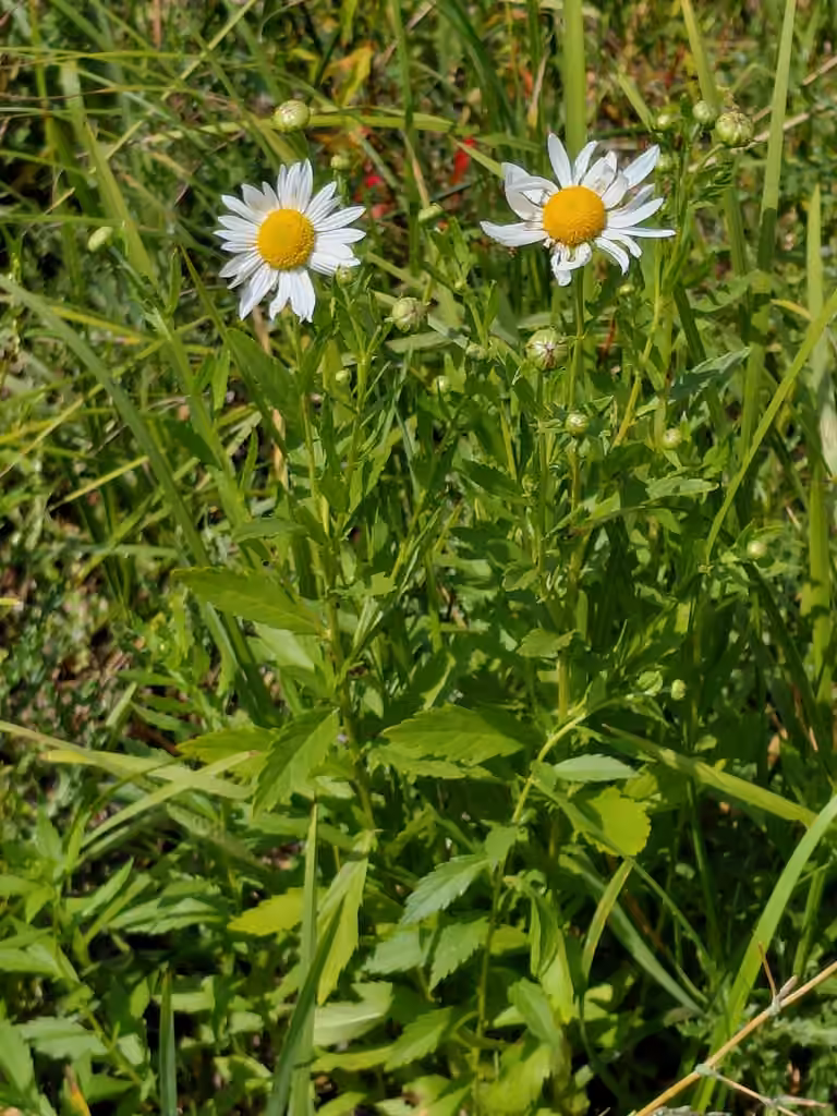 Leucanthémelle tardive, photo 1 sur 5