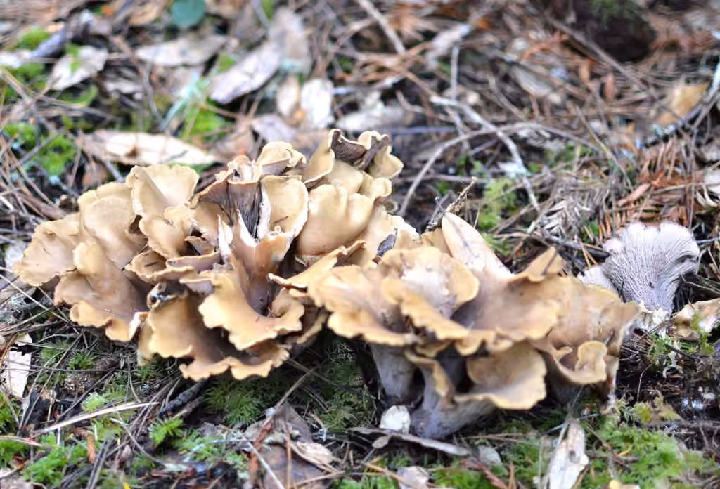 Pig's Ear, photo 3 of 5