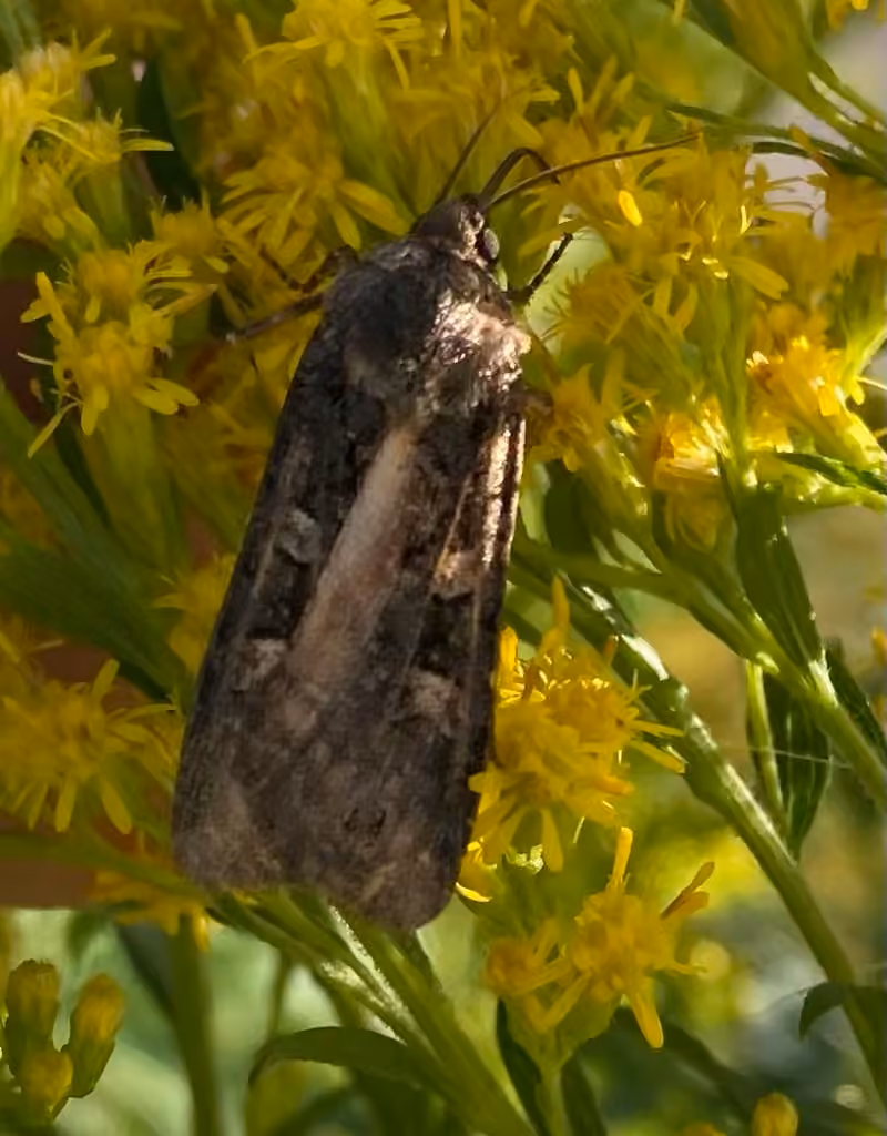 Finnish Dart, Male