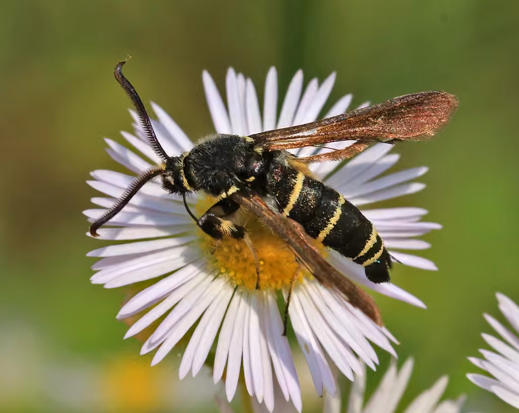 Dusky Clearwing Moth, photo 3 of 5