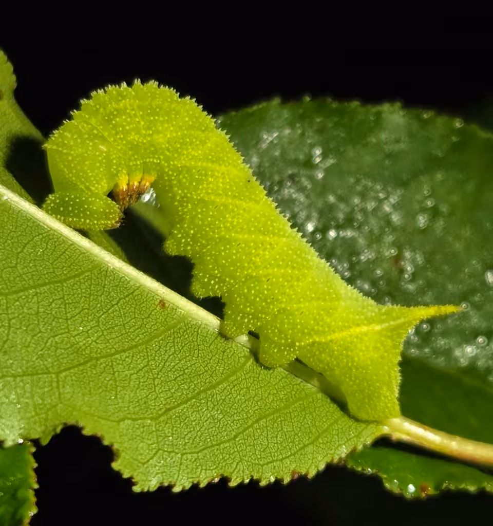 Sphinx aveugle, Chenille