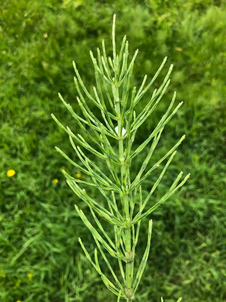 Prêle des champs