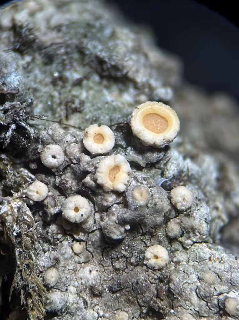 Rock Dimple Lichen, photo 2 of 5