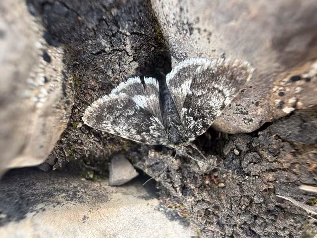 Alpine Sallow, photo 2 sur 5