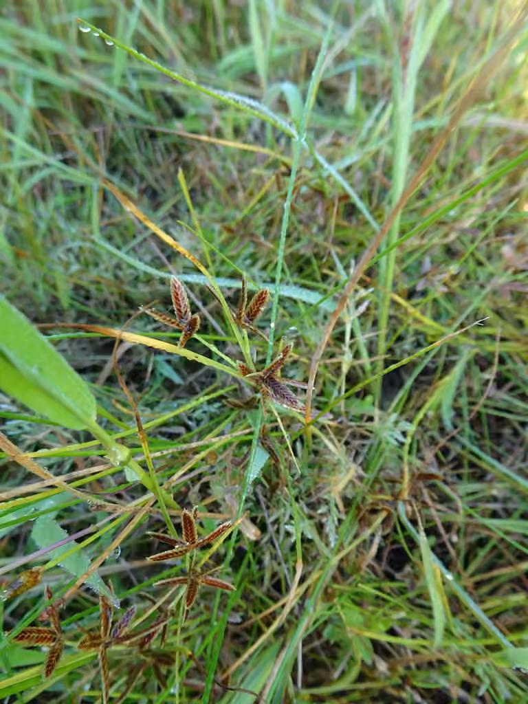 Brook flatsedge, Flower buds