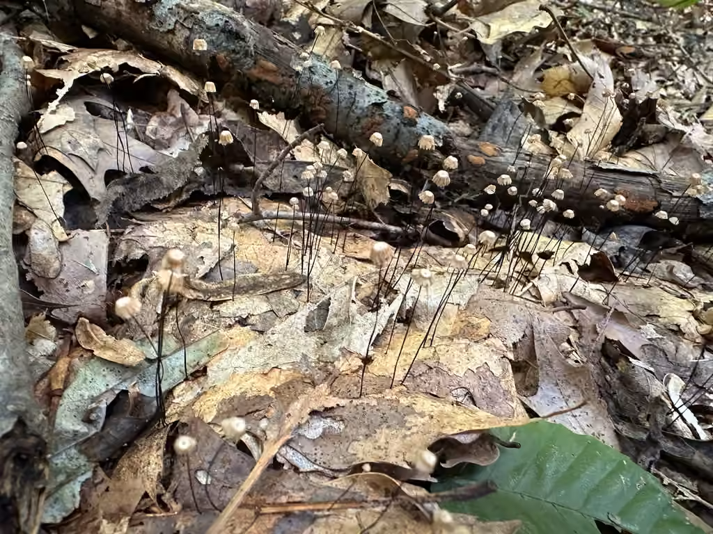 Marasmius capillaris, photo 3 sur 5