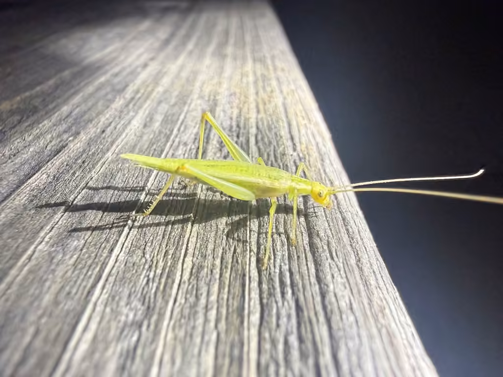 Four-spotted Tree Cricket, Female