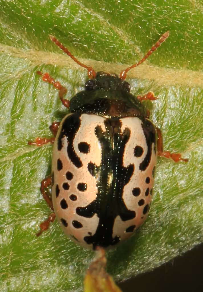 Elm Calligrapher Beetle, photo 1 of 5