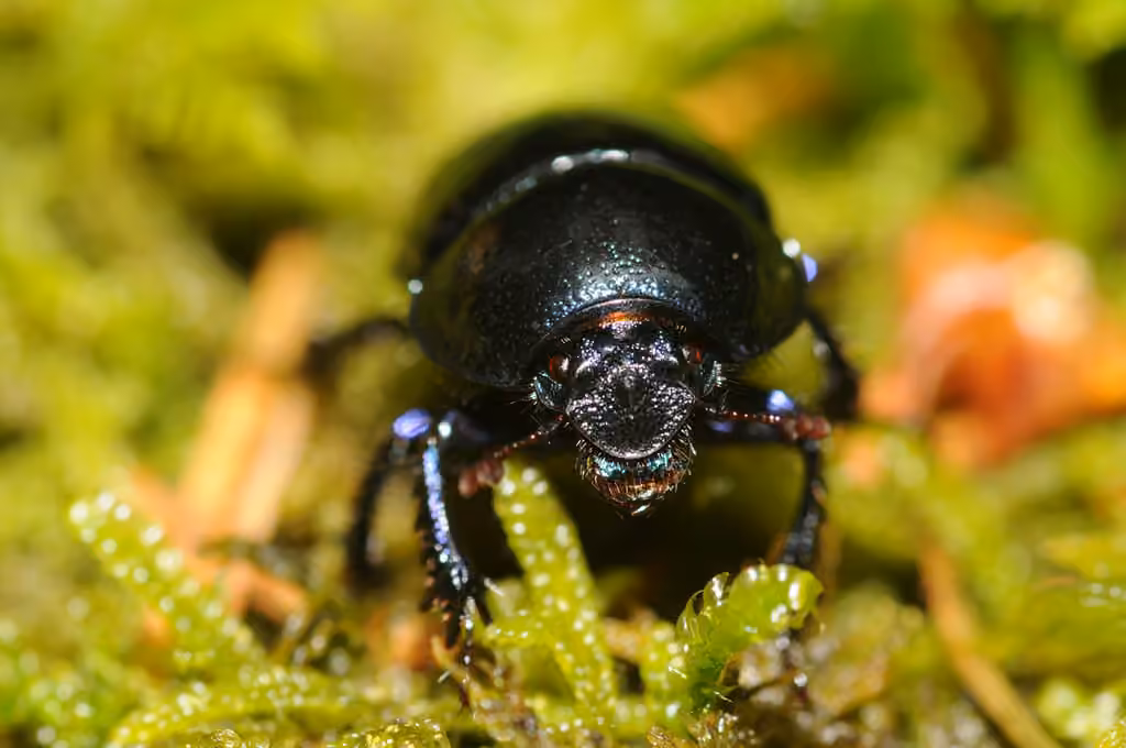 Common Dor Beetle, photo 2 of 5