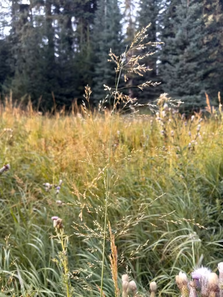 Fowl bluegrass, In fruit