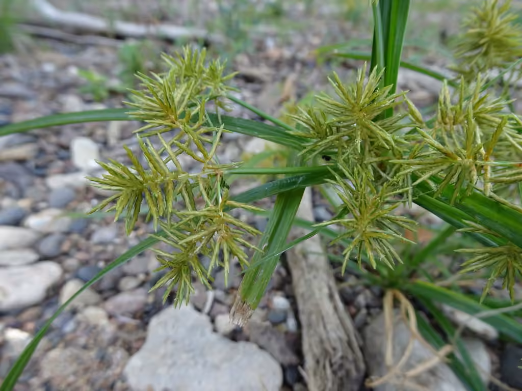 Fragrant flatsedge, In flower