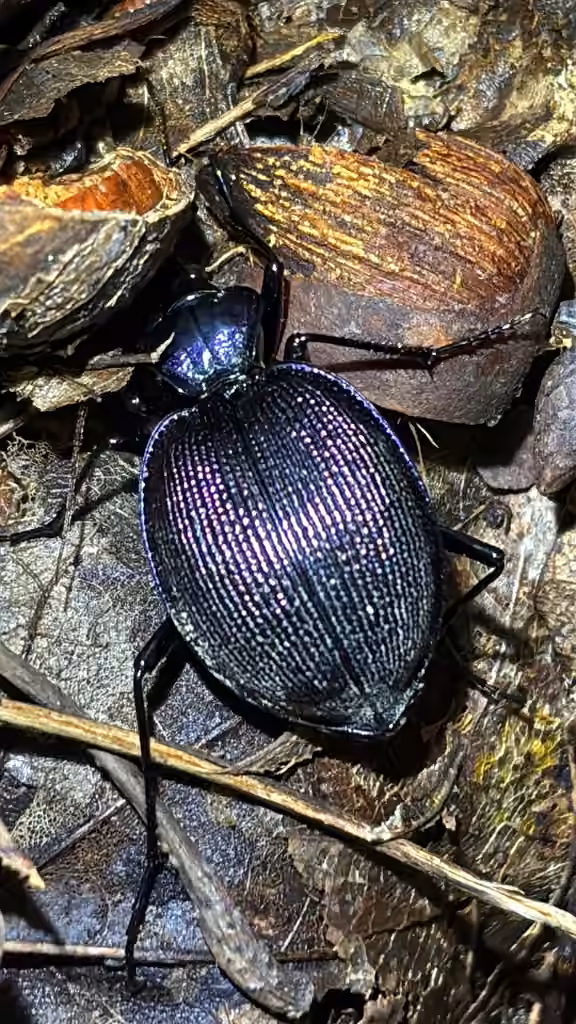 Bereft Snail-eating Beetle, photo 2 of 5