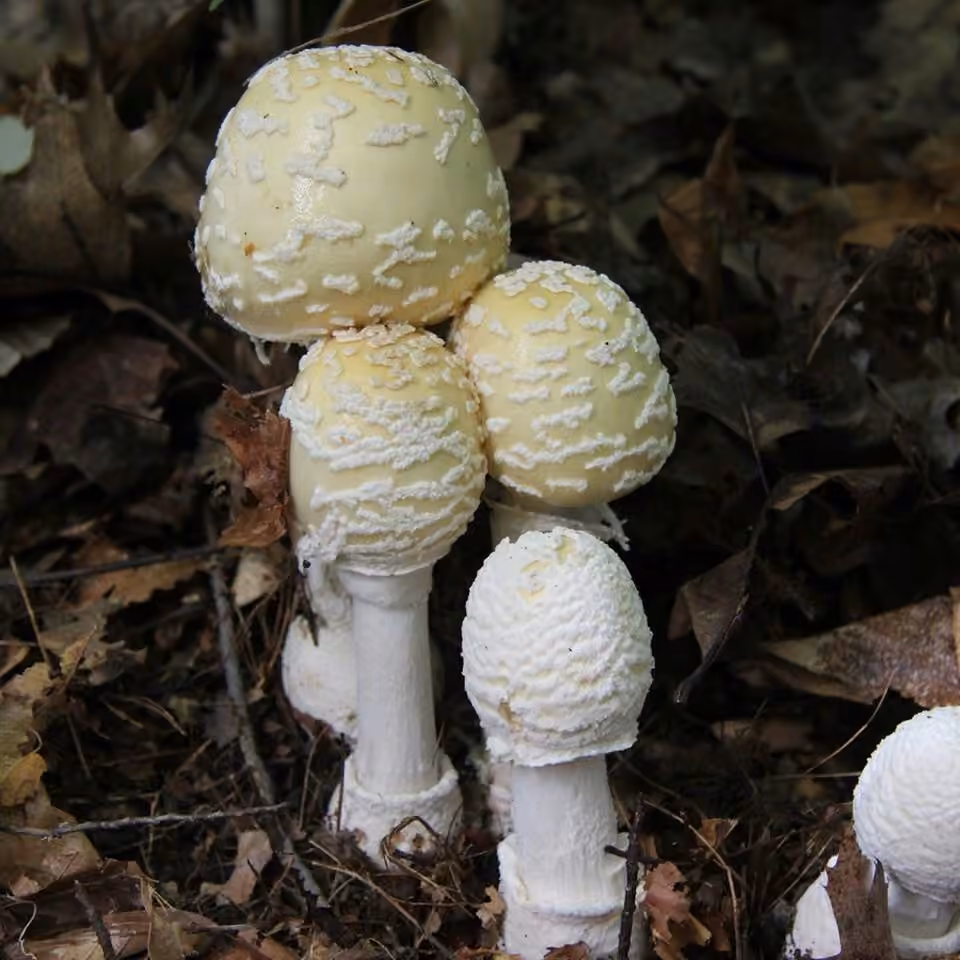 Great Funnel-Veil Amanita, photo 2 of 5