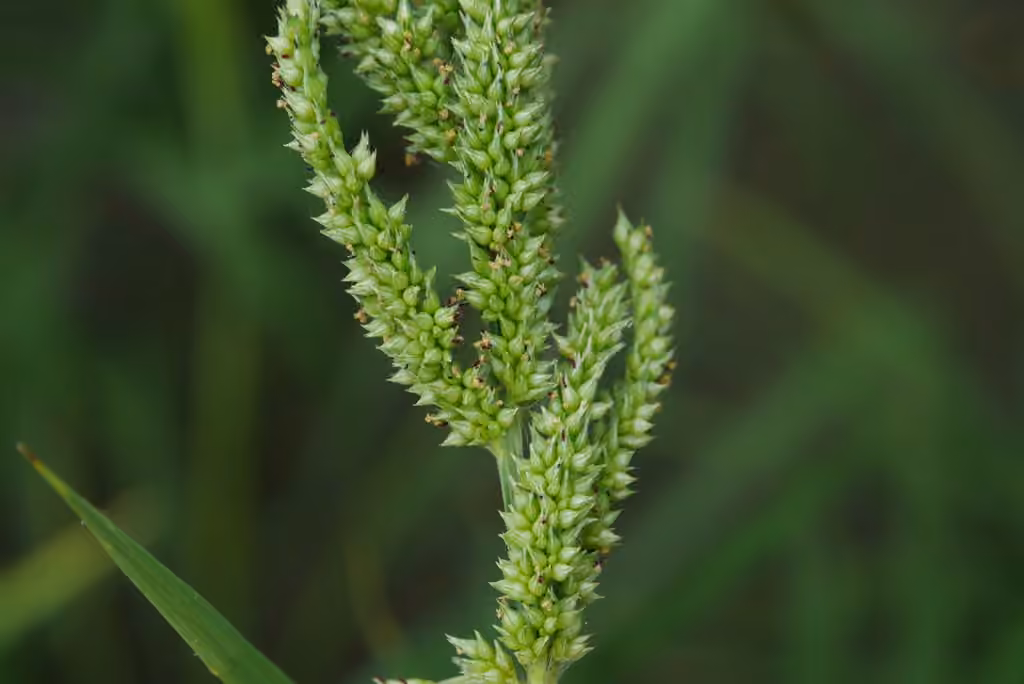Cockspur, In flower
