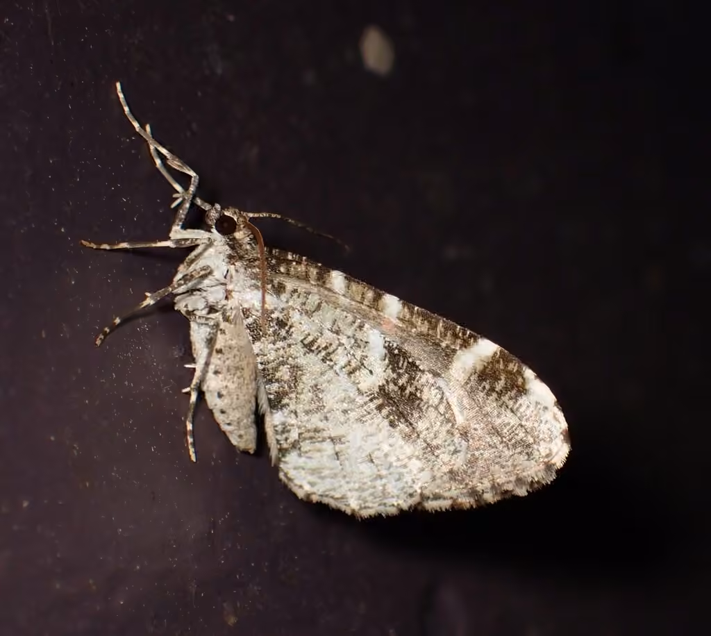 Shiny Gray Carpet, Adult