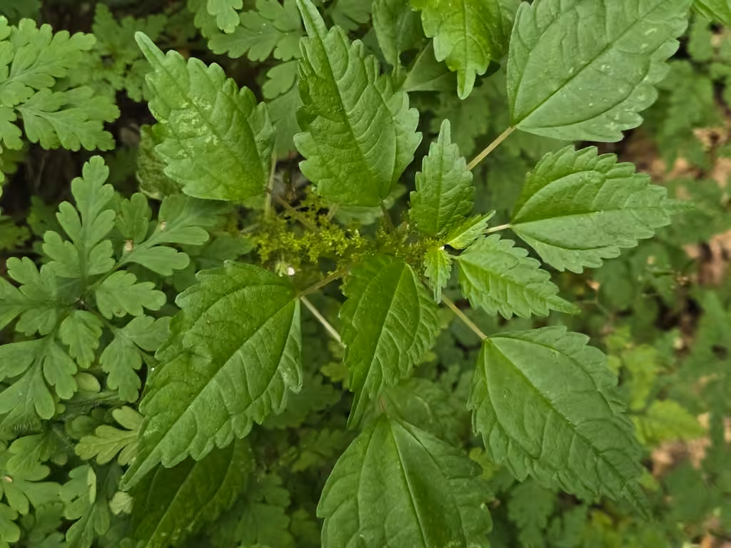 Canada clearweed, In flower