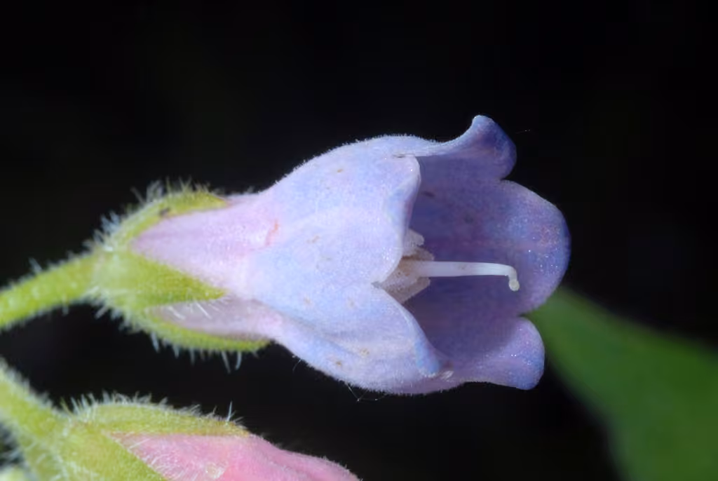 Common comfrey, Flower buds